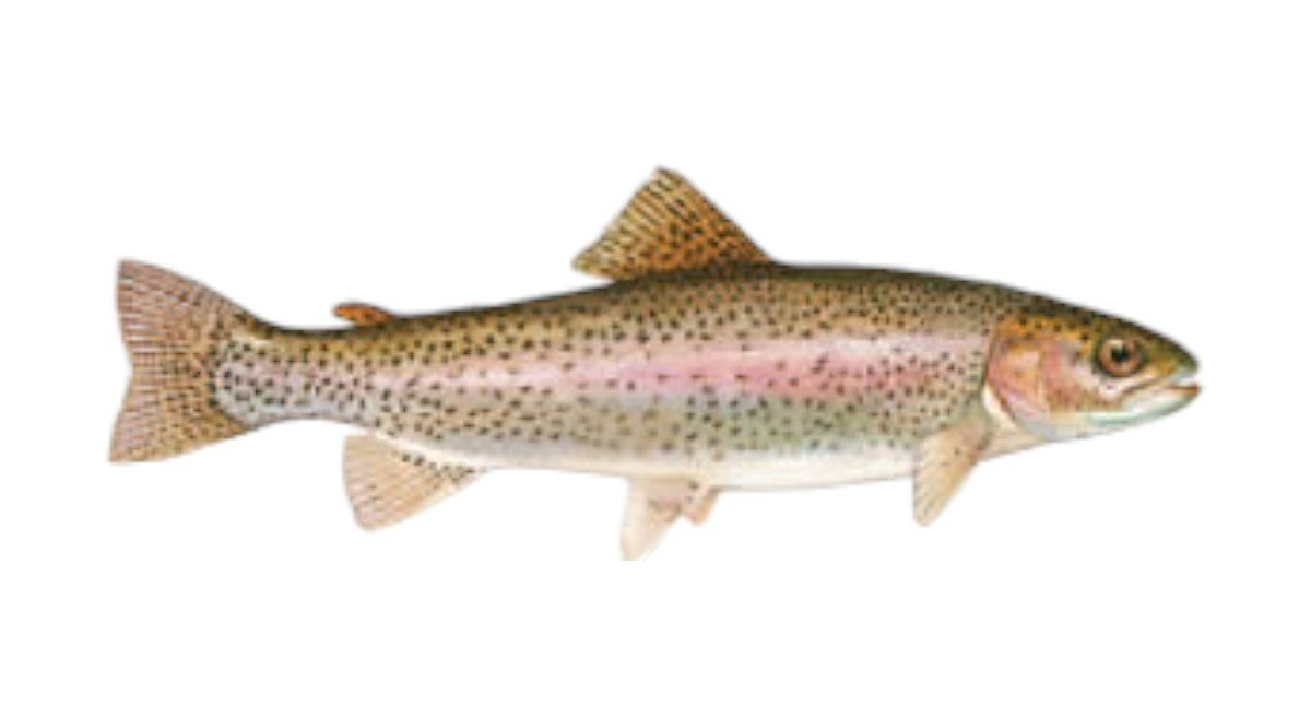 nt-forel-to-1kq-7219